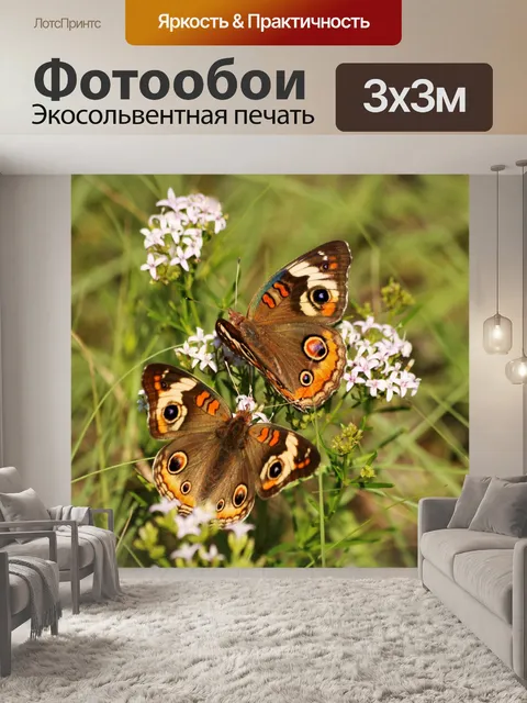 Фотообои Две общие бабочки Бакей