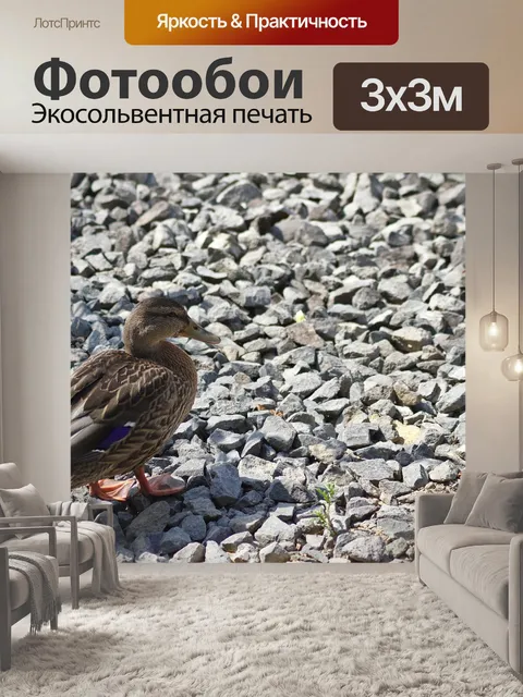 Фотообои Утка
