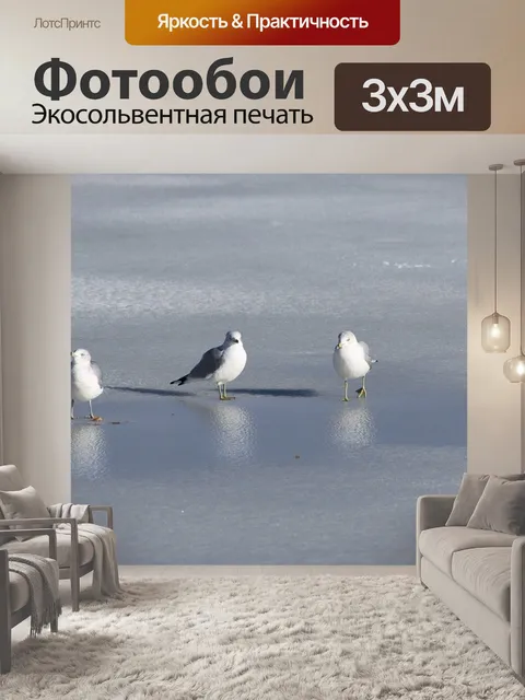 Фотообои Чайка