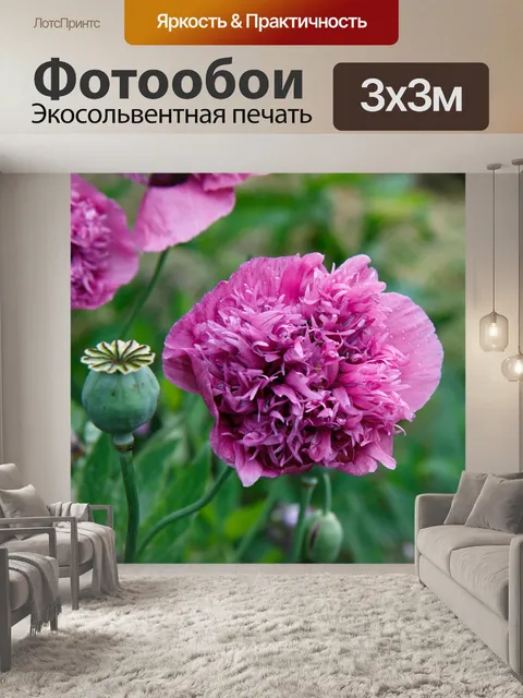 Фотообои Poppy Flower Pink