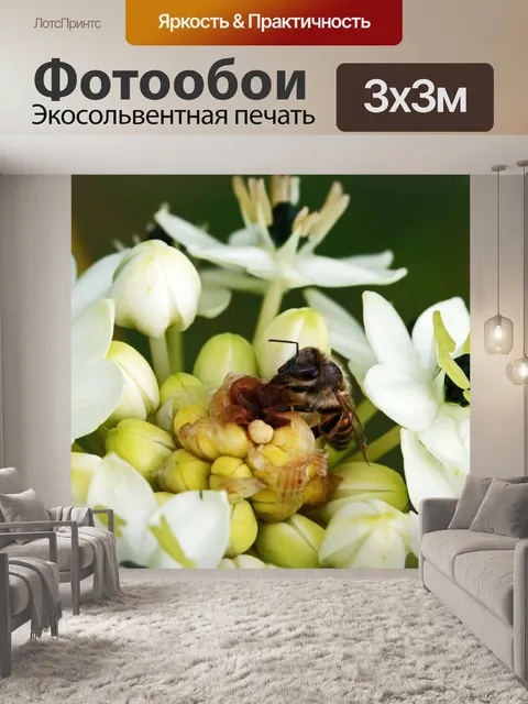 Фотообои пчела на белом цветке орнитигала