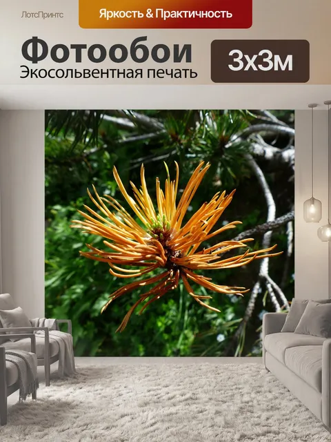 Фотообои Горная сосна