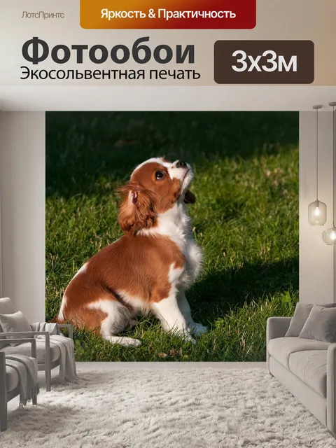 Фотообои Собака