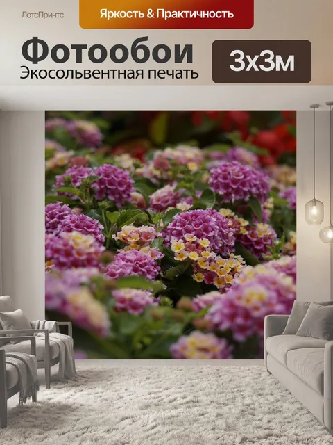 Фотообои Кабриолет роза