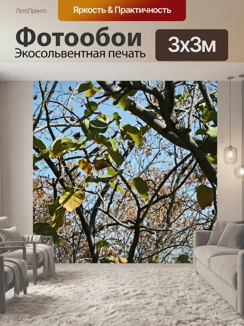 Фотообои Одиночные пожелтевшие листья