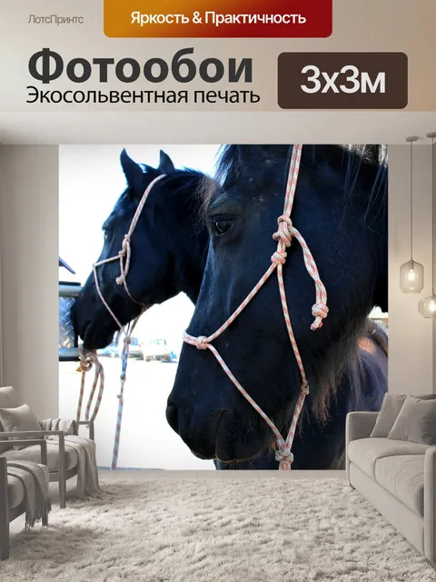 Фотообои Черный конь