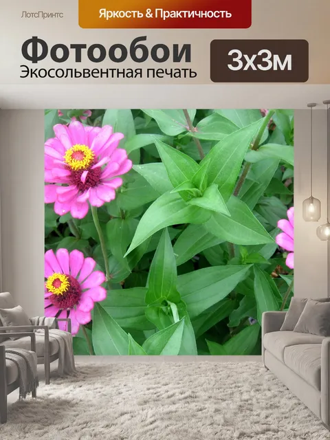 Фотообои Розовый Цинния в саду