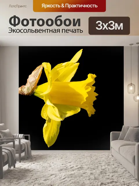 Фотообои Цветок нарцисс