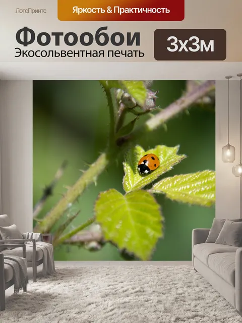 Фотообои божья коровка, кокчинеллида