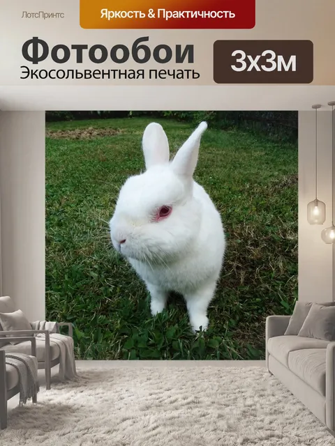 Фотообои Кролик