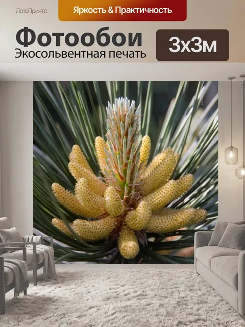 Фотообои Сосновая шишка