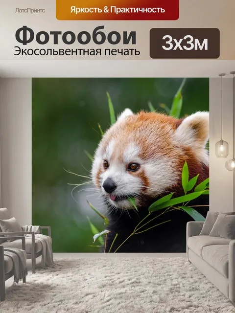 Фотообои Red Panda, Ailurus fulgens