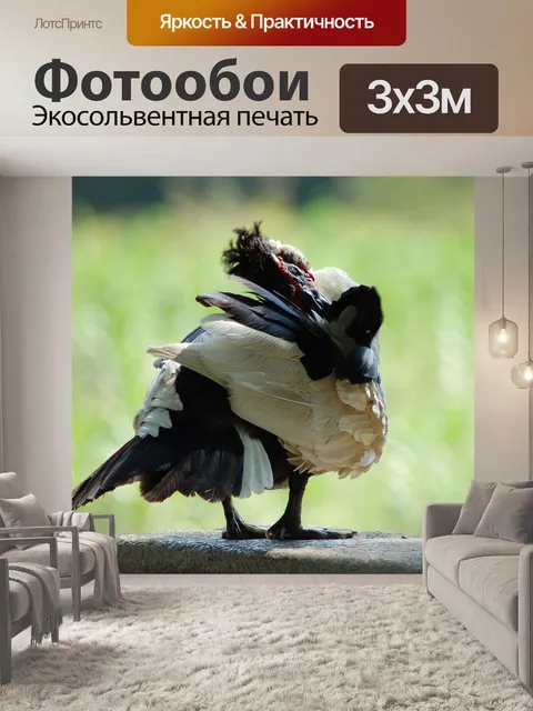 Фотообои Мускусная утка