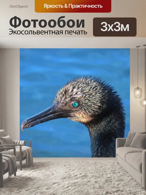Фотообои Баклан