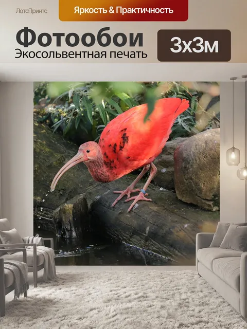 Фотообои Красный ибис