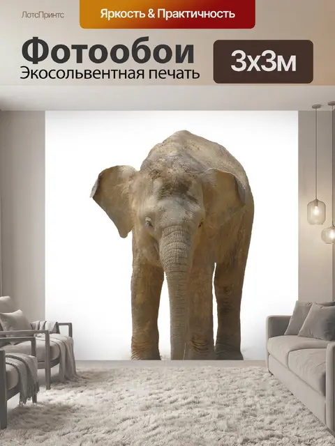 Фотообои Слон
