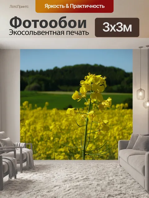Фотообои Рапс