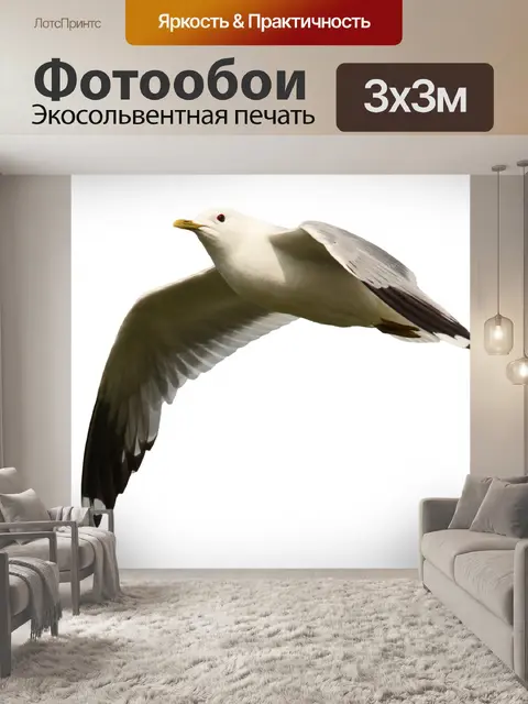 Фотообои Чайка в полете