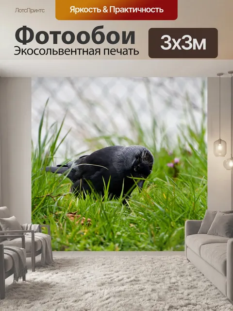 Фотообои Черная птица, Колоэус