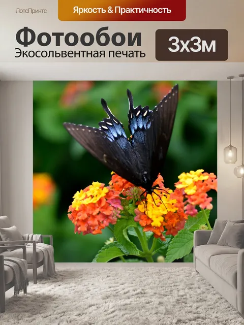 Фотообои Черная бабочка-бабочка-бабочка