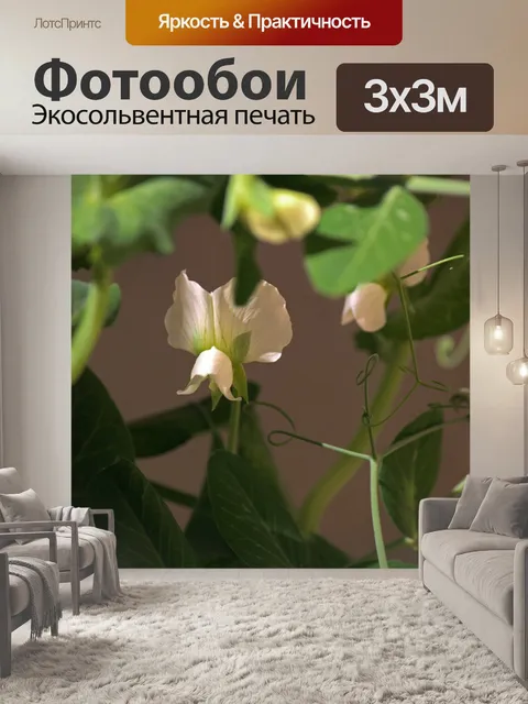 Фотообои цветок белого зеленого горошка в саду