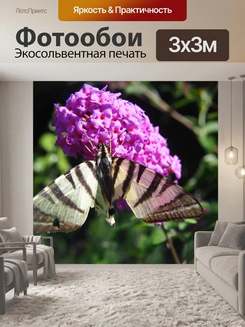 Фотообои Бабочка
