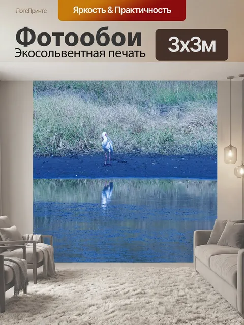 Фотообои африканская колпица стоит на грани