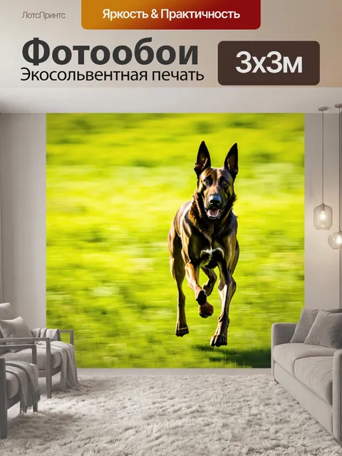 Фотообои одинокая бельгийская овчарка малинуа