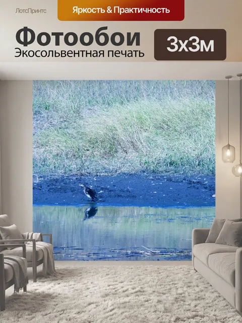 Фотообои Дартер птица на краю воды