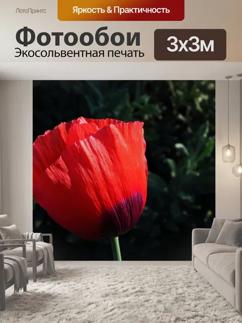 Фотообои солнечный свет на красном цветке мака
