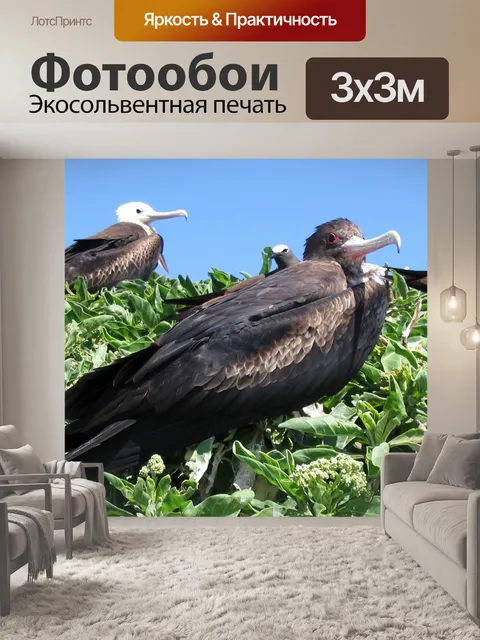 Фотообои Фрегат птица