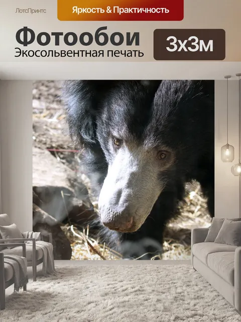 Фотообои Лень медведь смотреть 2