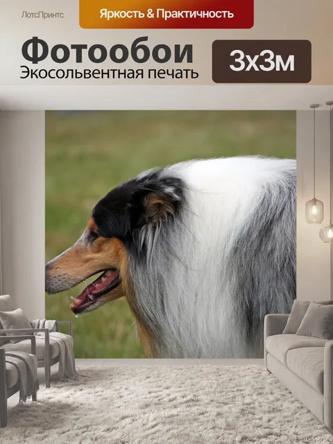 Фотообои Грубые собака колли