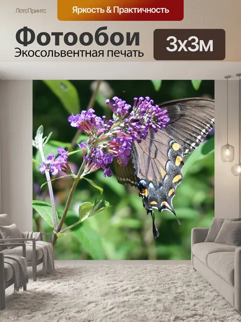 Фотообои Черная бабочка-парусник