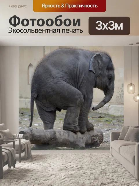 Фотообои Слон