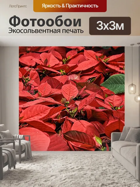 Фотообои Поинсеттиа
