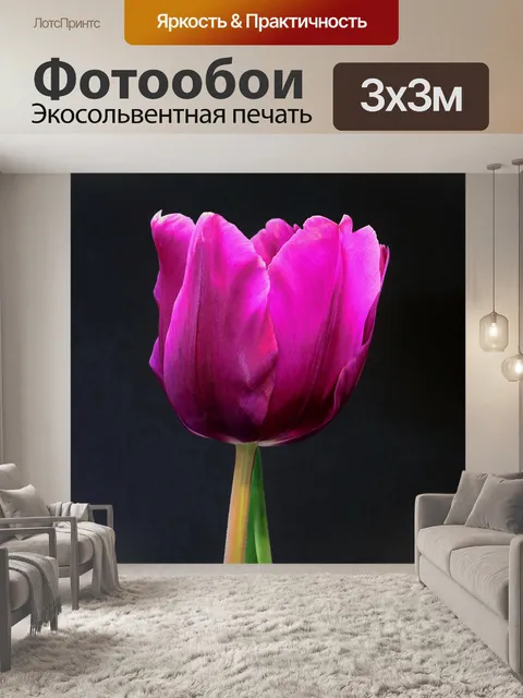 Фотообои Одноместный фиолетовый тюльпан на черном
