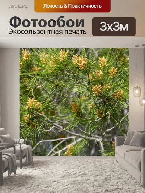 Фотообои Сосна фон