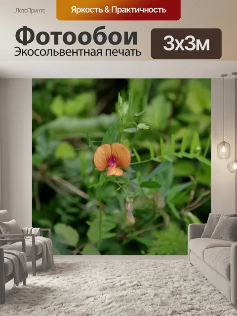 Фотообои Дикий оранжевый луговой горох