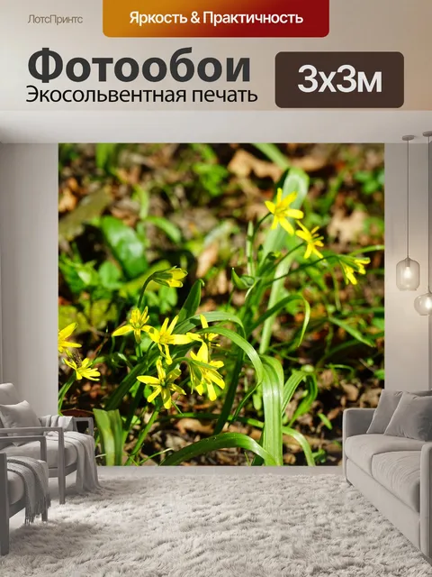 Фотообои Лес желтая звезда