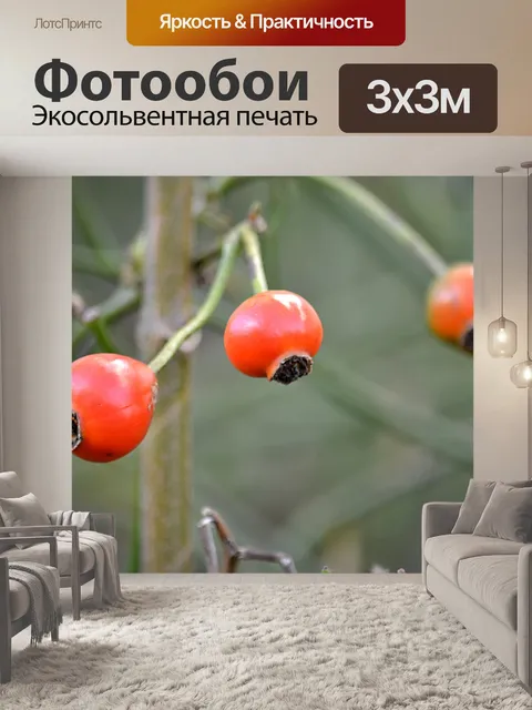Фотообои Красный шиповник