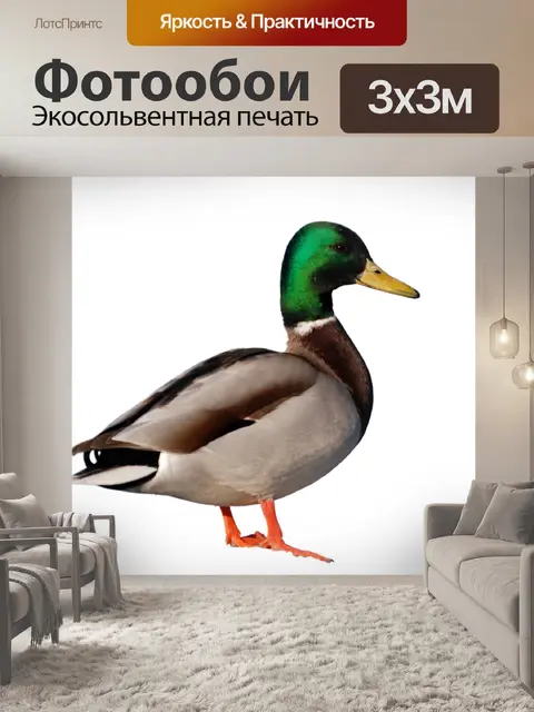 Фотообои Утка на белом фоне