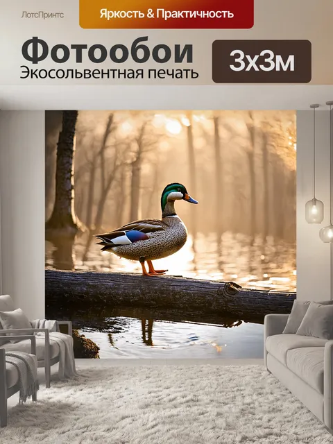 Фотообои бородавчатая утка, сидящая на старой, еловой коряге у берега реки, покрыта прозрачным утренним туманом…