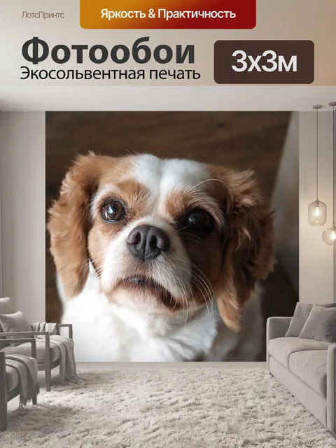Фотообои Кавалер кинг чарльз спаниель