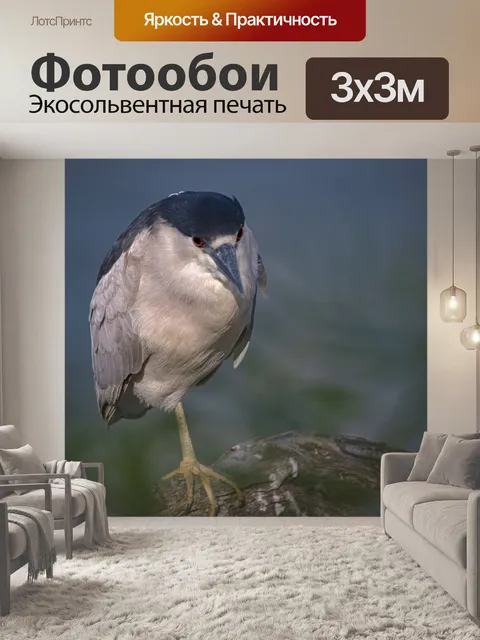 Фотообои Черная коронованная ночная цапля