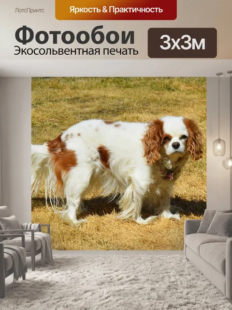 Фотообои Собака