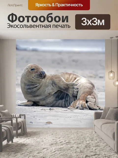 Фотообои Серый тюлень