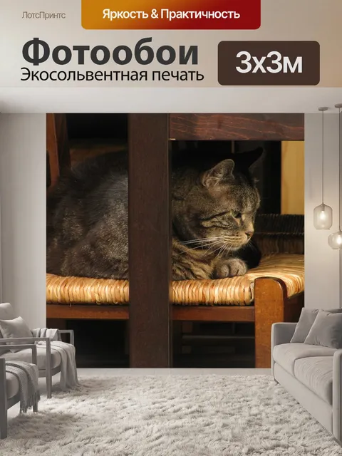 Фотообои Кошка
