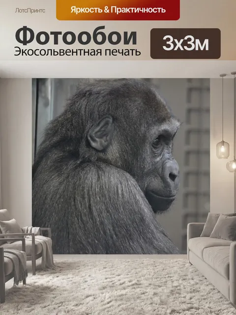Фотообои Горилла