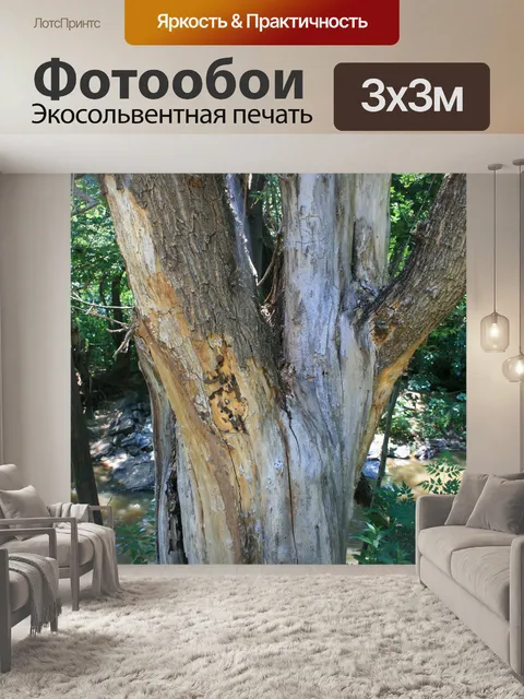 Фотообои высокое дерево на берегу реки